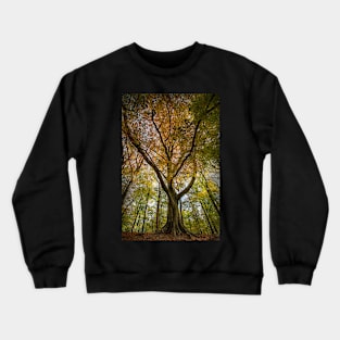 Beech Trees Crewneck Sweatshirt